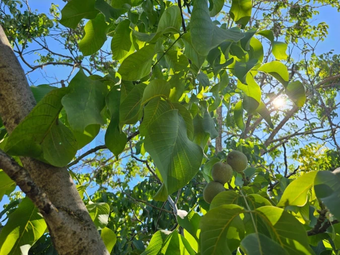 Terreno para Venda em Loule (São Clemente) Foto 22