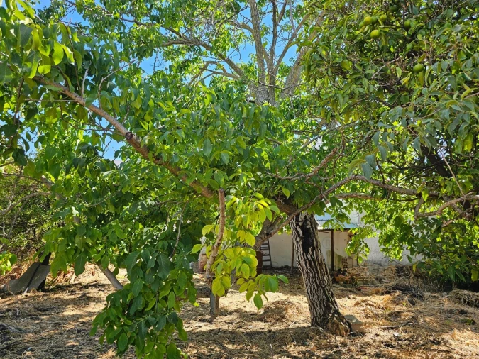 Terreno para Venda em Loule (São Clemente) Foto 16