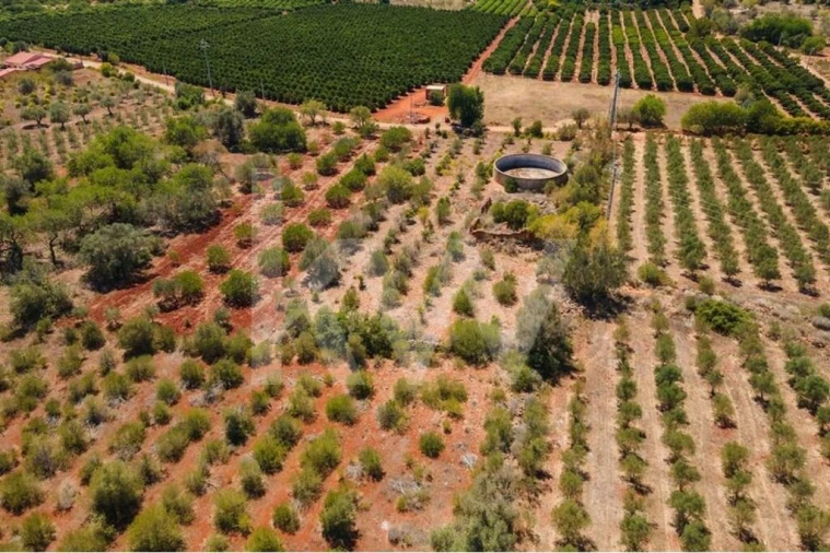 Terreno para Venda em São Bartolomeu de Messines Foto 12