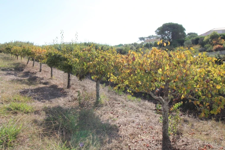 Terreno para Venda em Mafra Foto 2