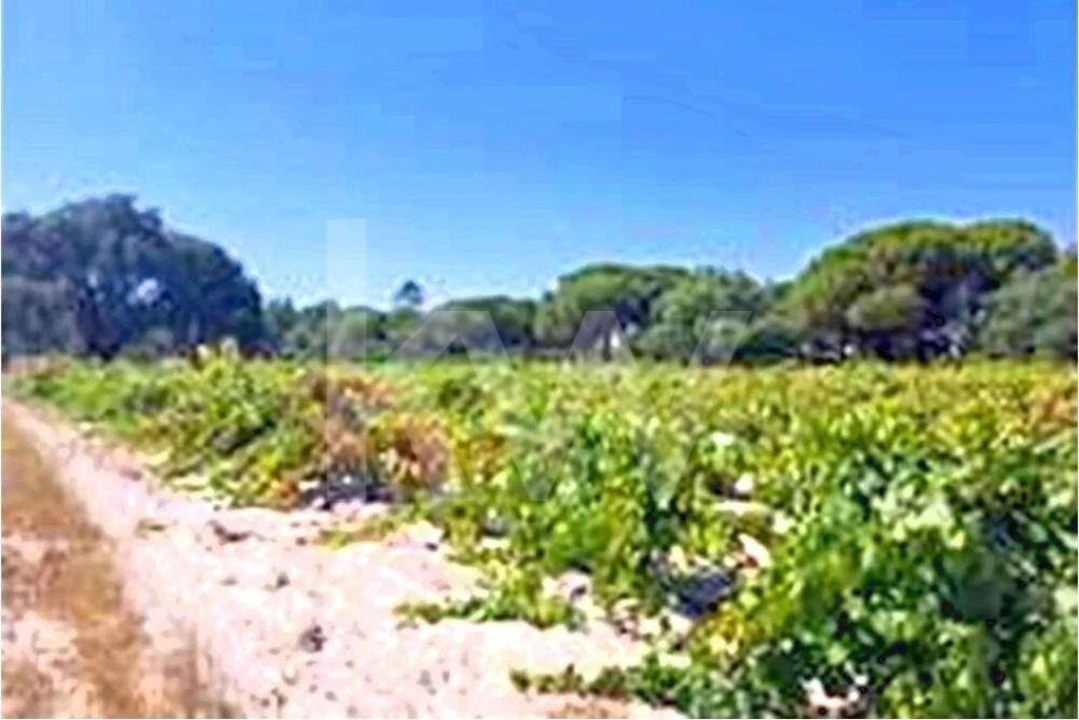 Quinta T3 para Venda em Torrão Foto 30