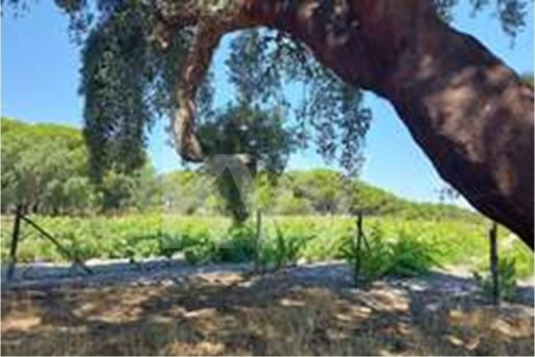 Quinta T3 para Venda em Torrão Foto 25