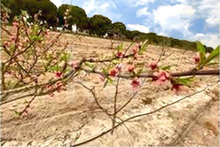 Quinta T3 para Venda em Torrão Foto 22