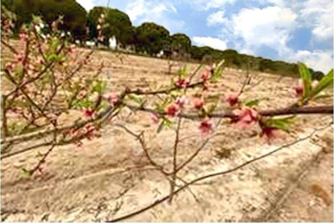 Quinta T3 para Venda em Torrão Foto 29