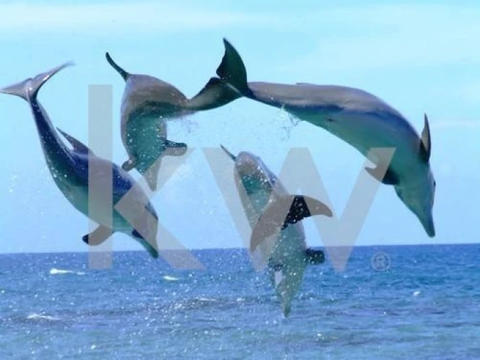 Moradia T8 para Venda em Carvalhal Foto 47