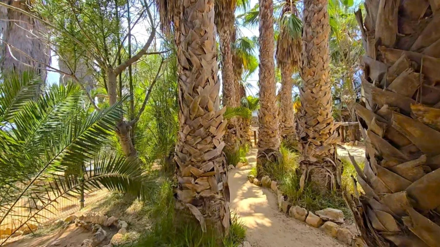Terreno para Venda em Porto Santo Foto 36
