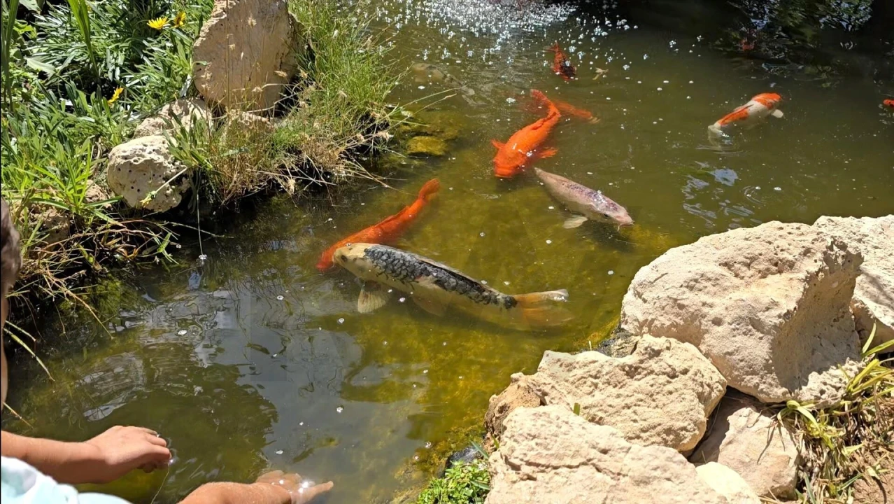 Terreno para Venda em Porto Santo Foto 38