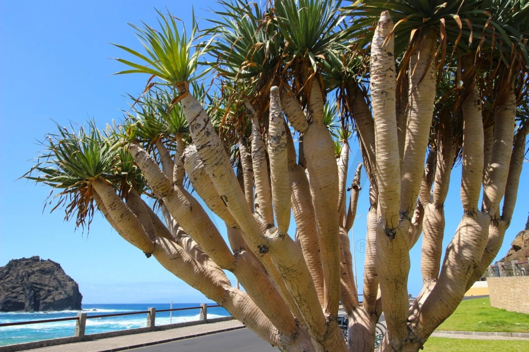 Terreno para Venda em Porto Santo Foto 21