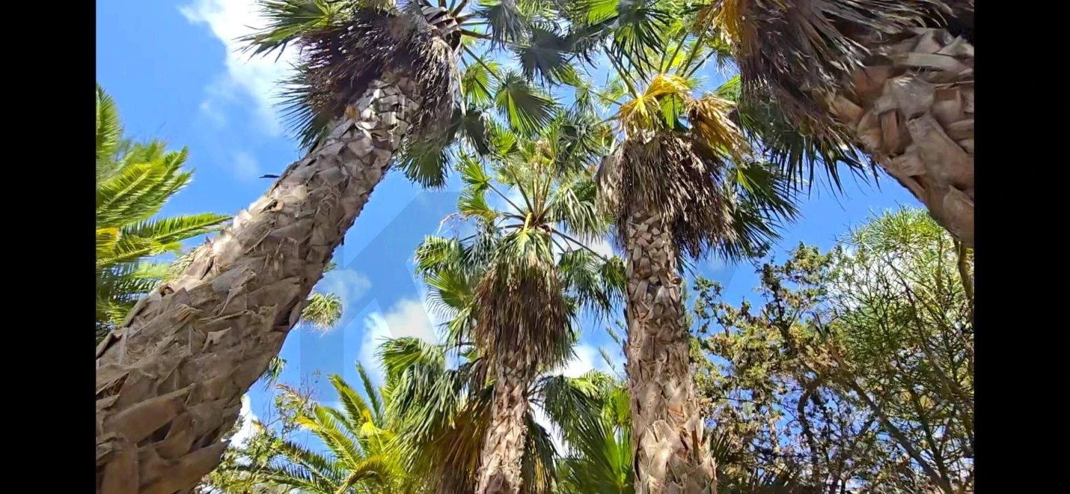 Terreno para Venda em Porto Santo Foto 37