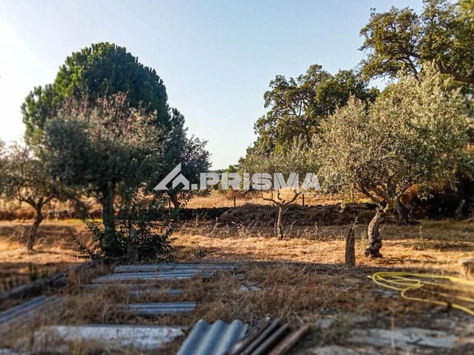Quinta para Venda em Escalos de Baixo e Mata Foto 4