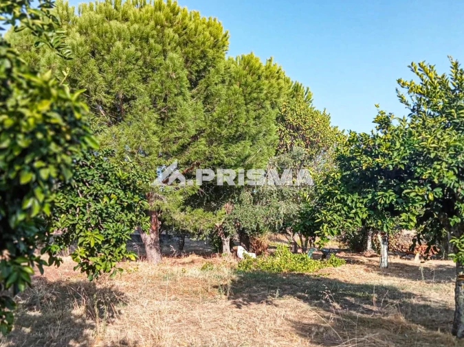 Quinta para Venda em Escalos de Baixo e Mata Foto 5