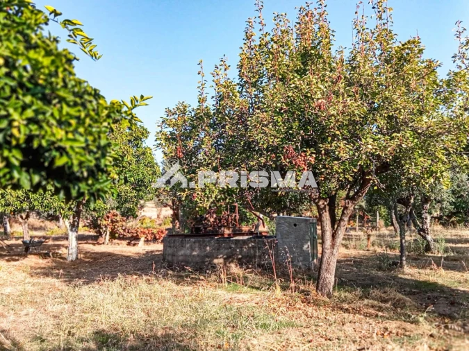Quinta para Venda em Escalos de Baixo e Mata Foto 19