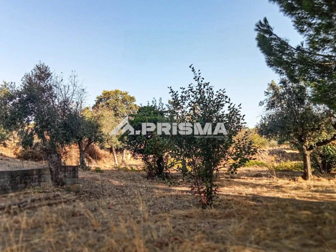Quinta para Venda em Escalos de Baixo e Mata Foto 25