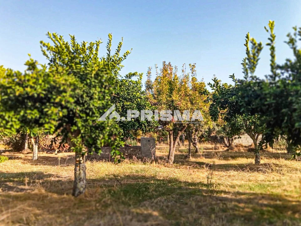Quinta para Venda em Escalos de Baixo e Mata Foto 7