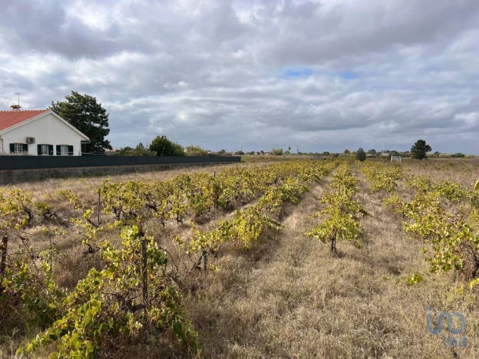 Terreno para Venda em Alpiarça Foto 2
