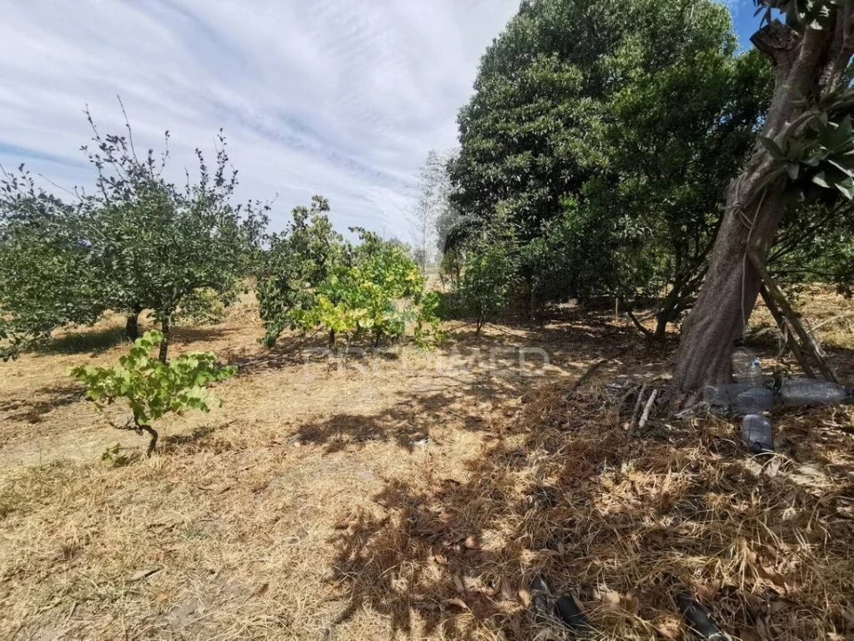 Quinta T2 para Venda em Chamusca e Pinheiro Grande Foto 16