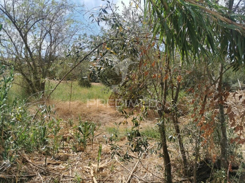 Quinta T2 para Venda em Chamusca e Pinheiro Grande Foto 8