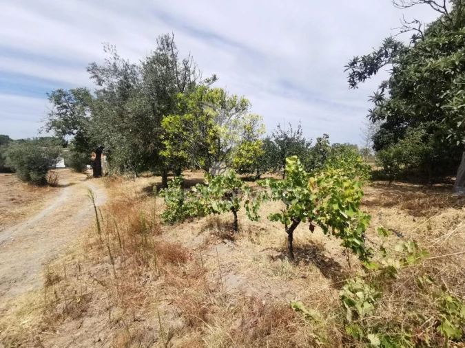 Quinta T2 para Venda em Chamusca e Pinheiro Grande Foto 14