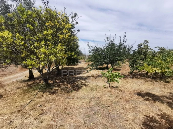 Quinta T2 para Venda em Chamusca e Pinheiro Grande Foto 15