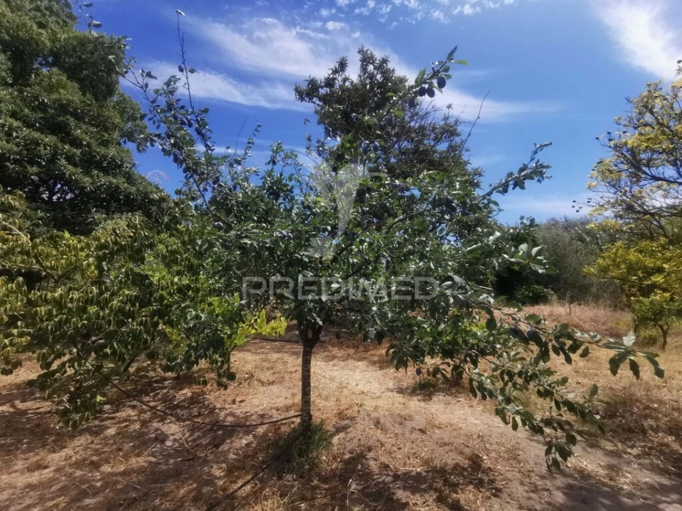 Quinta T2 para Venda em Chamusca e Pinheiro Grande Foto 18