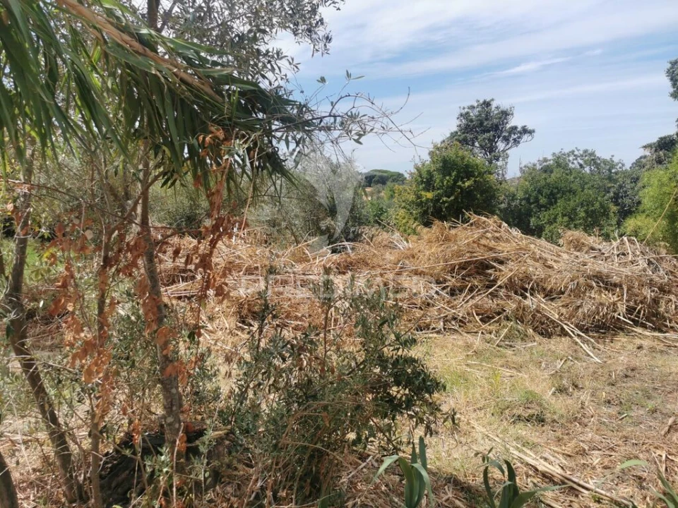 Quinta T2 para Venda em Chamusca e Pinheiro Grande Foto 9