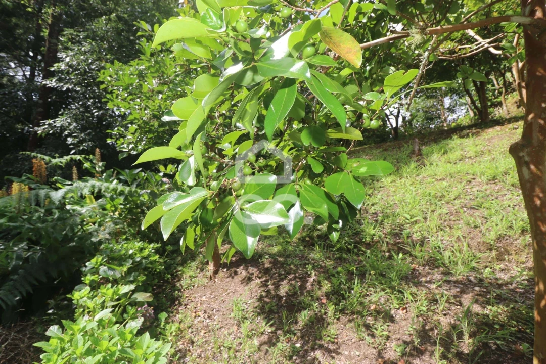 Terreno para Venda em Povoação Foto 36