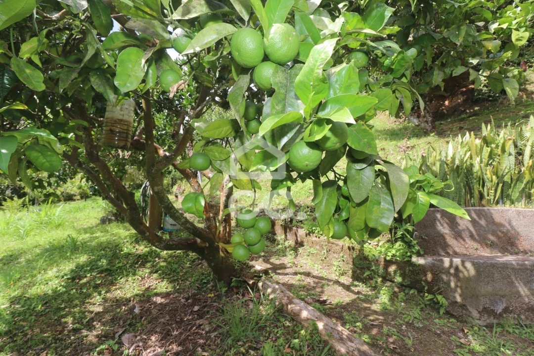 Terreno para Venda em Povoação Foto 43