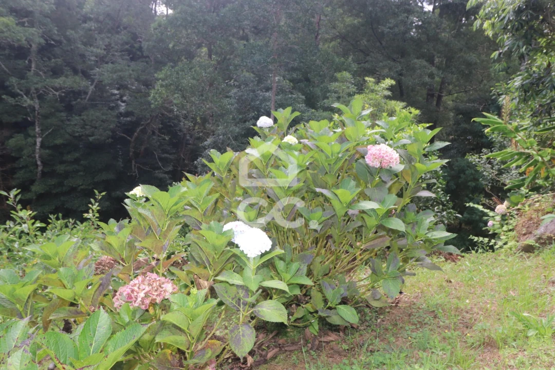 Terreno para Venda em Povoação Foto 33