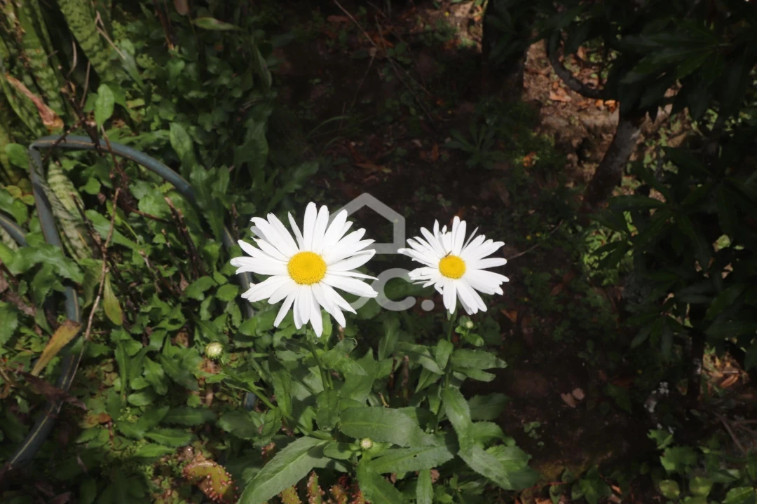 Terreno para Venda em Povoação Foto 25