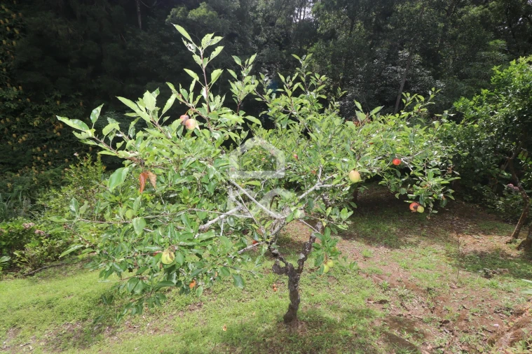 Terreno para Venda em Povoação Foto 32