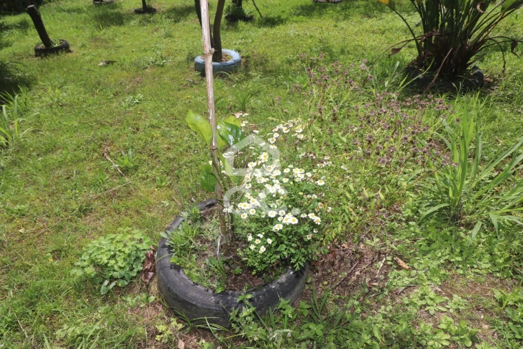 Terreno para Venda em Povoação Foto 42