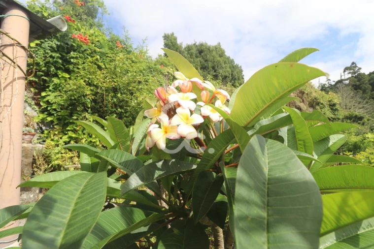 Terreno para Venda em Povoação Foto 17