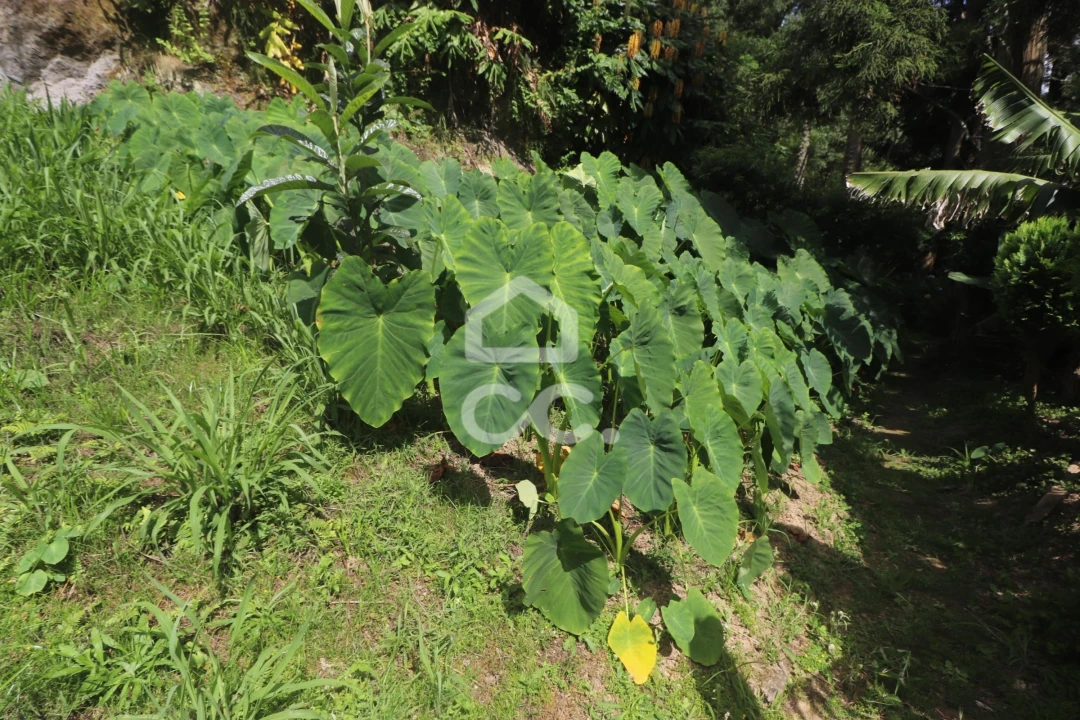 Terreno para Venda em Povoação Foto 41