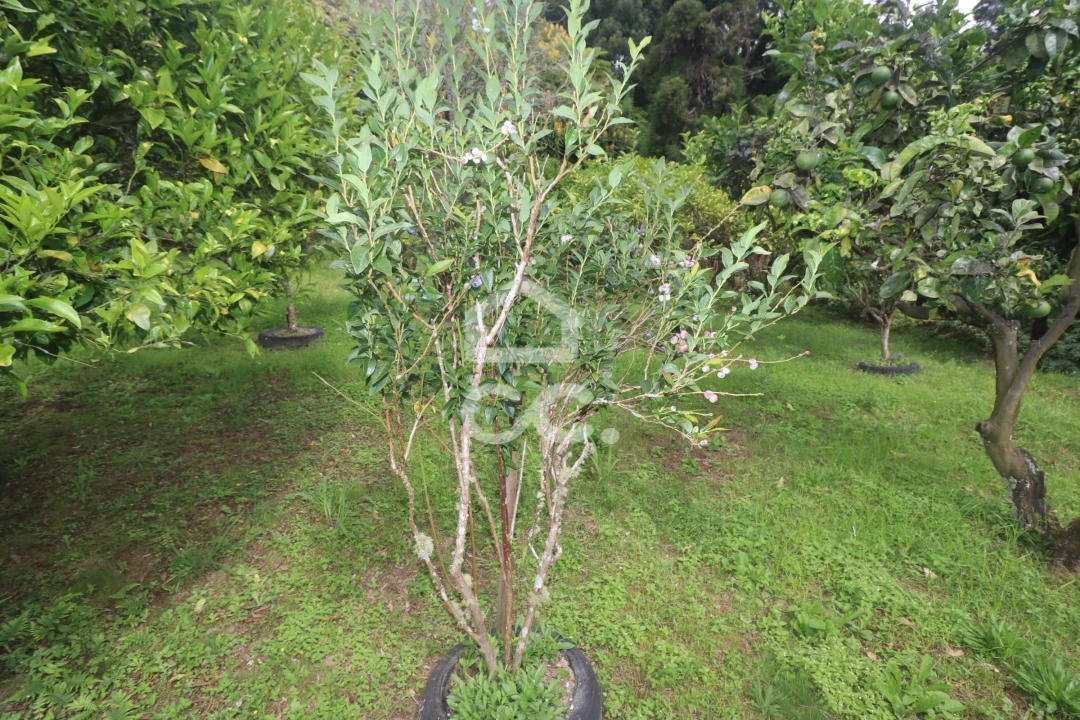 Terreno para Venda em Povoação Foto 31