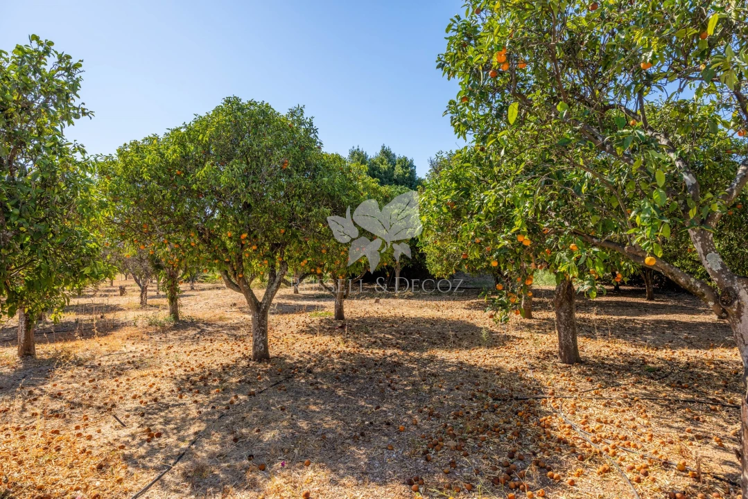 Quinta T4 para Venda em Olhão Foto 34