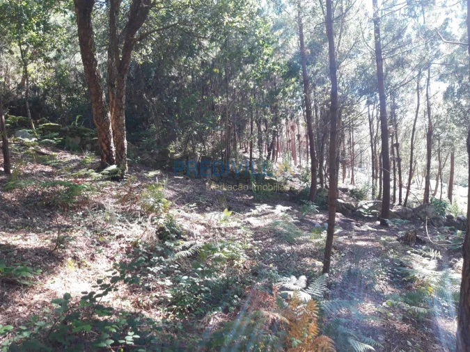 Terreno Agricola ou Rústico para Venda em Antas Foto 12