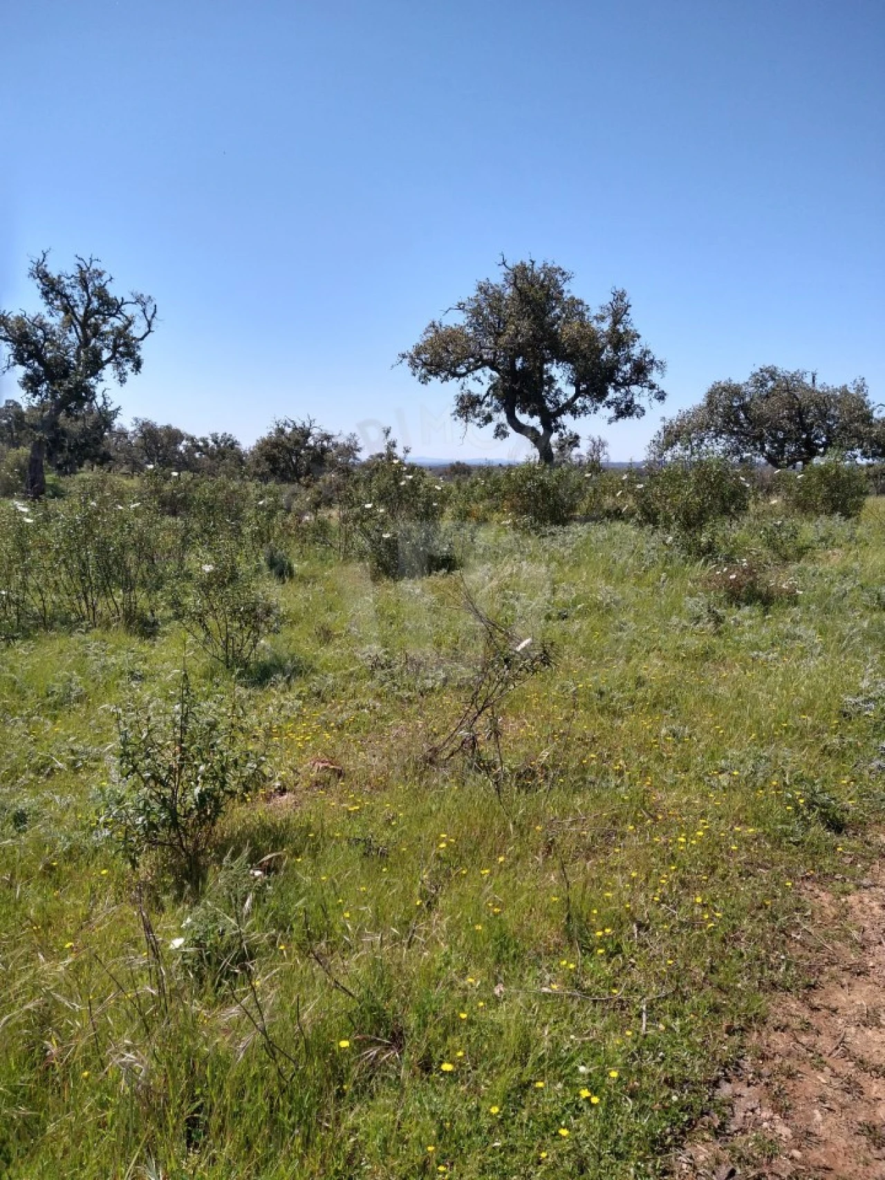 Quinta para Venda em São Francisco da Serra Foto 13