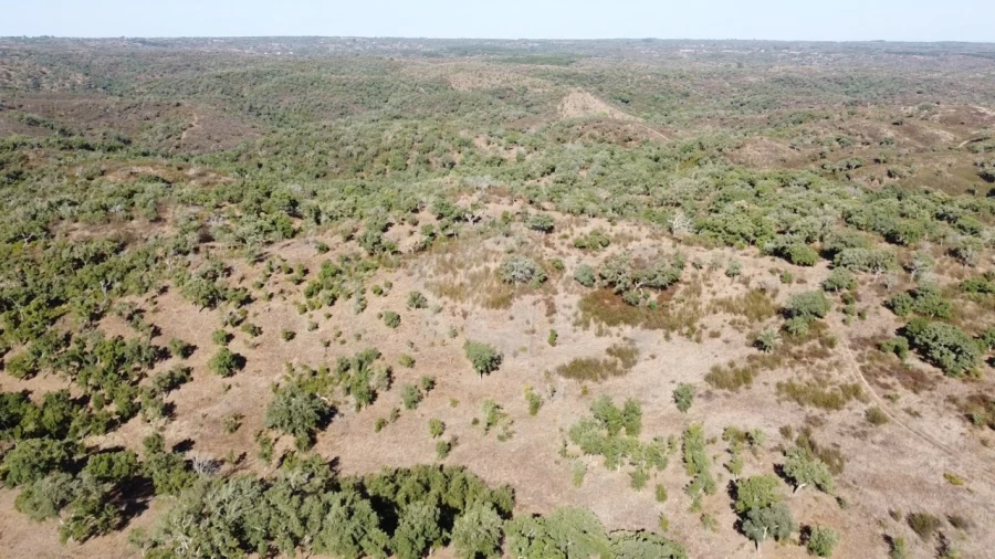 Terreno Agricola ou Rústico para Venda em Santiago do Cacém, Santa Cruz e São Bartolomeu da Serra Foto 6