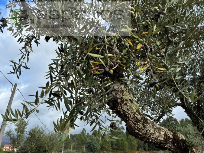 Quinta T1 para Venda em Paul Foto 15