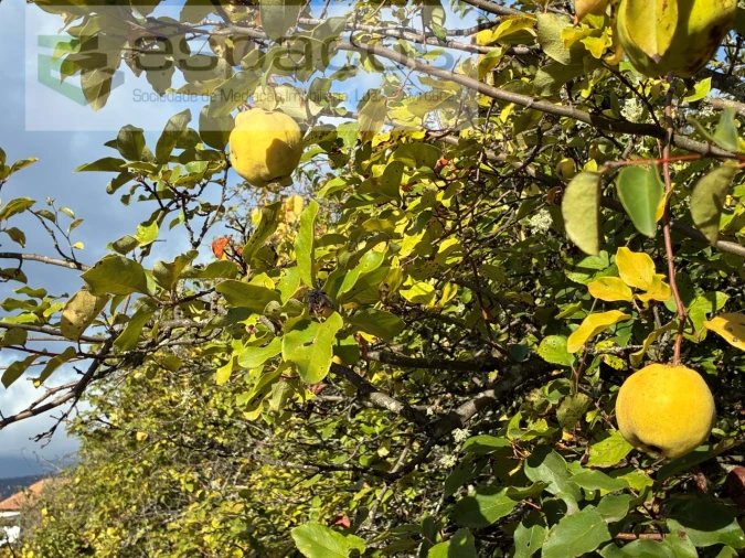 Quinta T1 para Venda em Paul Foto 27