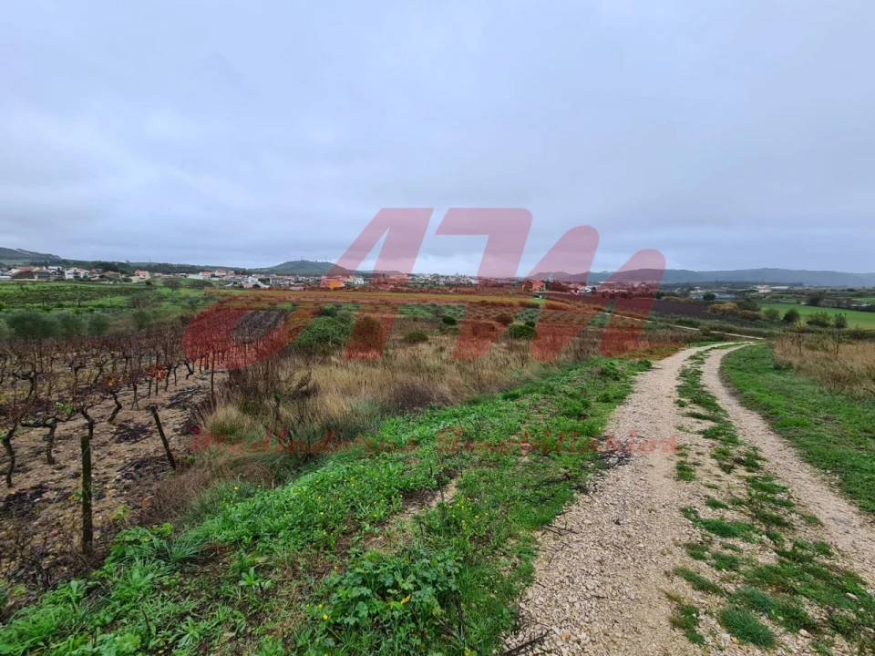 Terreno Agricola ou Rústico para Venda em Lamas e Cercal Foto 11