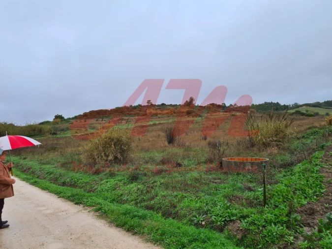 Terreno Agricola ou Rústico para Venda em Lamas e Cercal Foto 13
