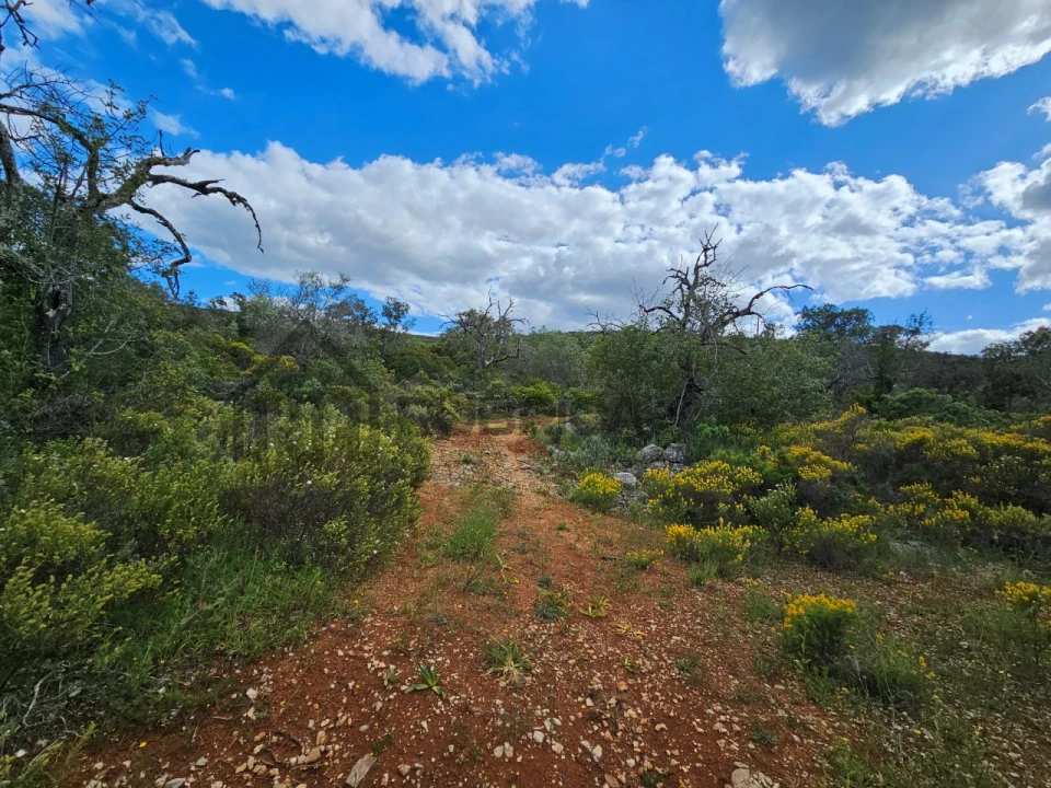 Terreno Agricola ou Rústico para Venda em Querença, Tôr e Benafim Foto 3