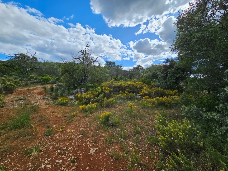 Terreno Agricola ou Rústico para Venda em Querença, Tôr e Benafim Foto 5