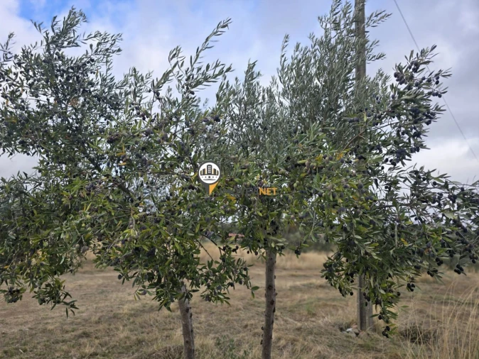 Terreno para Venda em Malpica do Tejo Foto 34