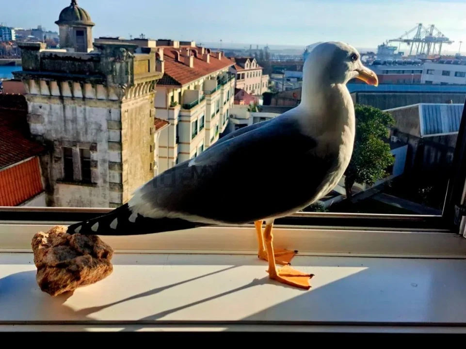Apartamento T1 para Venda em Matosinhos e Leça da Palmeira Foto 40