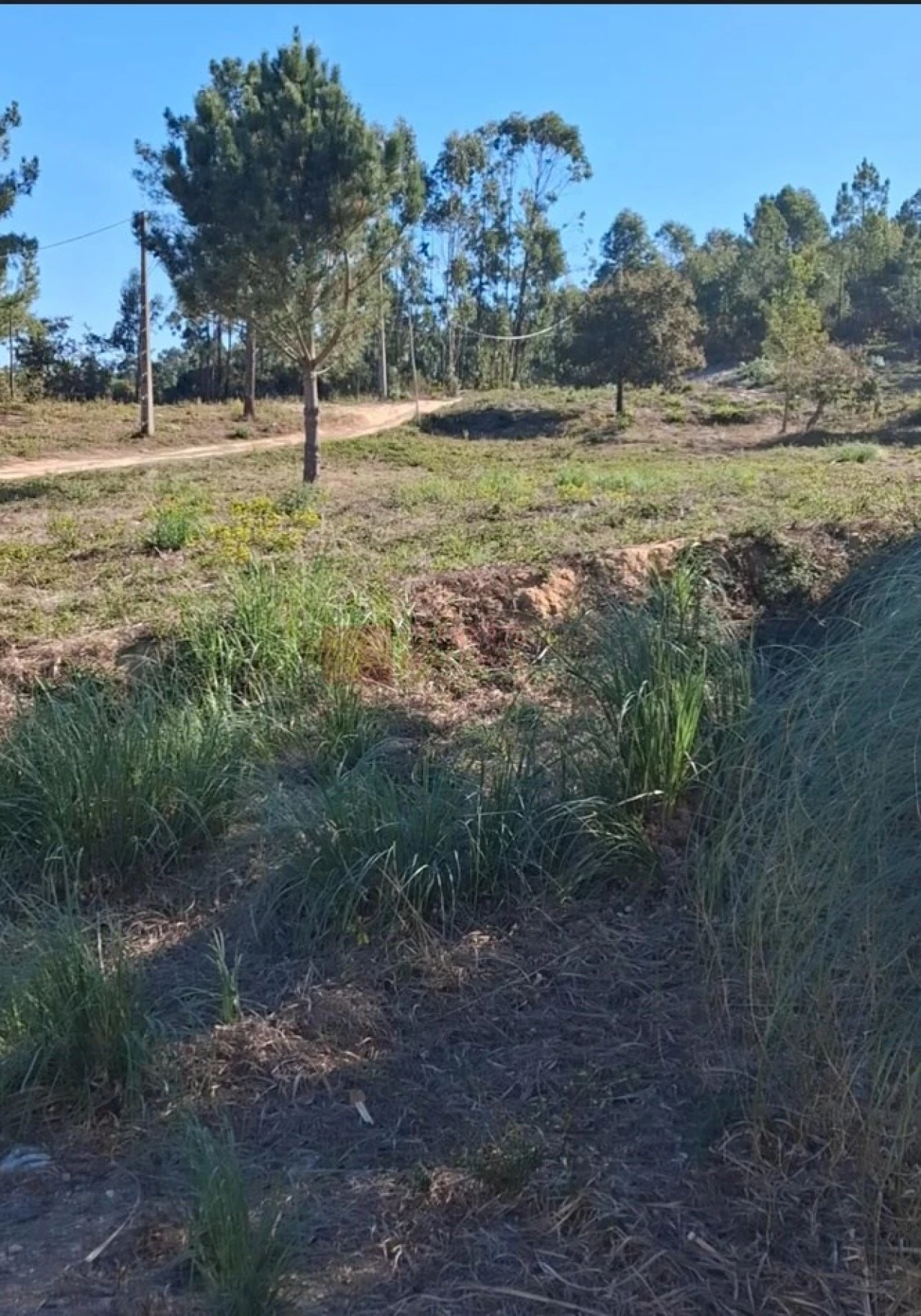 Terreno para Venda em Mafra Foto 4
