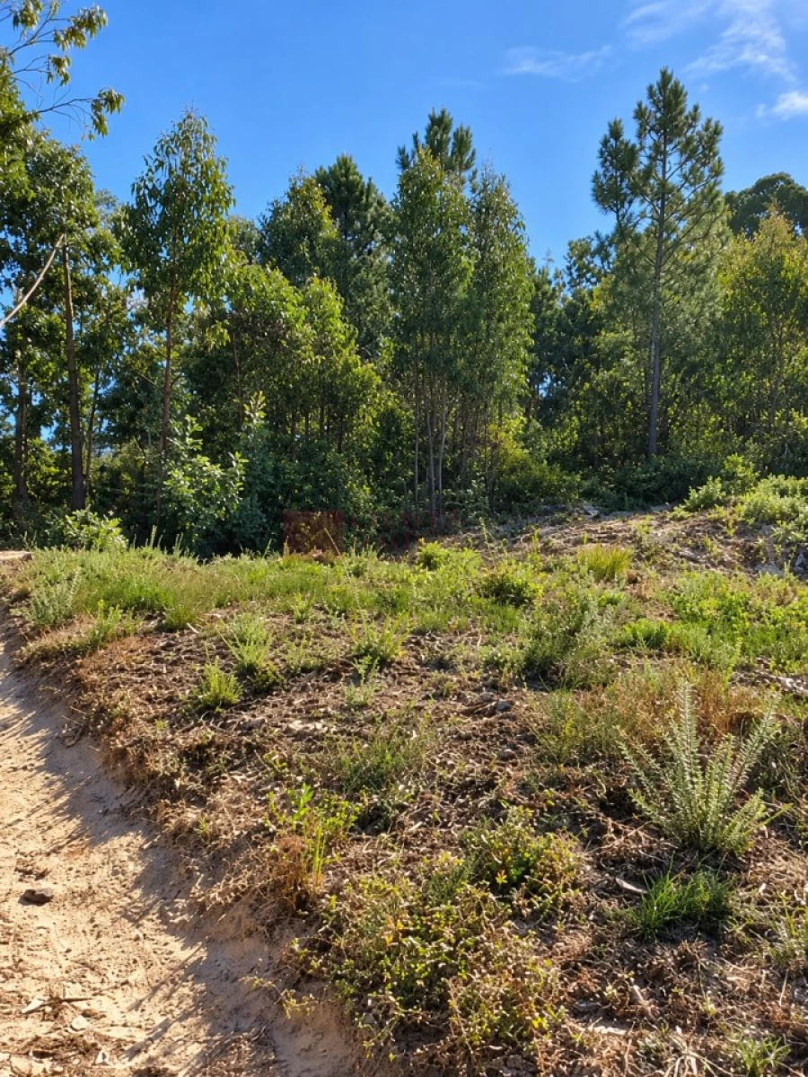 Terreno para Venda em Mafra Foto 3