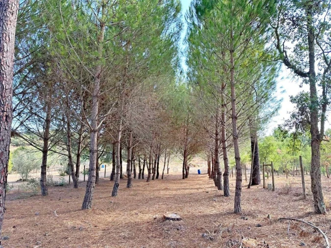 Moradia T2 para Venda em Martinchel Foto 46