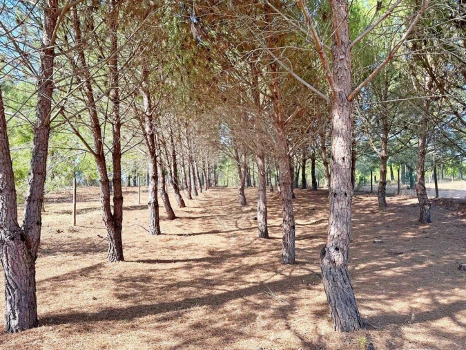 Moradia T2 para Venda em Martinchel Foto 50